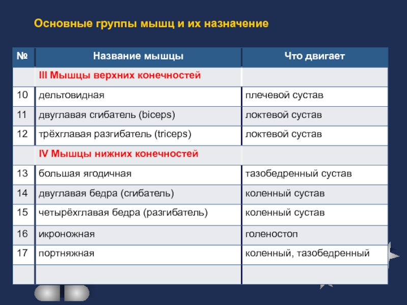 Основные группы мышц биология 8 класс