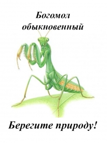 Презентация для дошкольников Богомол