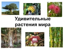 Презентация Удивительные растения мира
