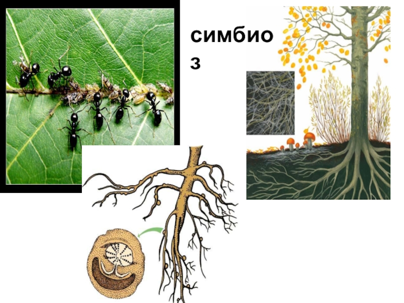 Симбиоз 1. Симбиоз. Симбиоз дегеніміз не. Симбиоз презентация 5 класс. Симбиоз в природных сообществах.