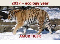 Презентация по английскому языку Амурский тигр (6 класс)