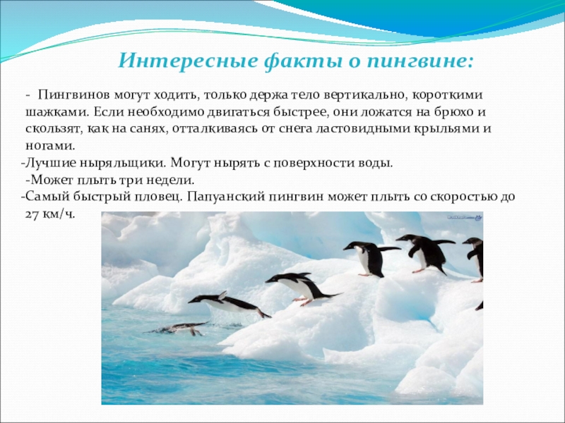 Рассмотрите фото на рисунке 110 как пингвины приспособились к жизни в суровых условиях