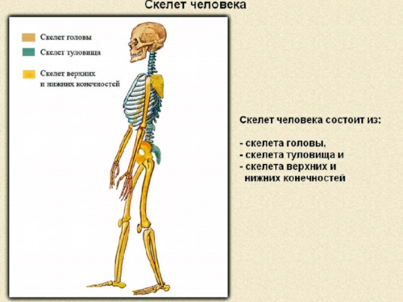 Задания по скелету. Строение скелета биология. Скелет человека 8 класс биология. Строение скелета человека схема. Скелет головы верхних и нижних конечностей.