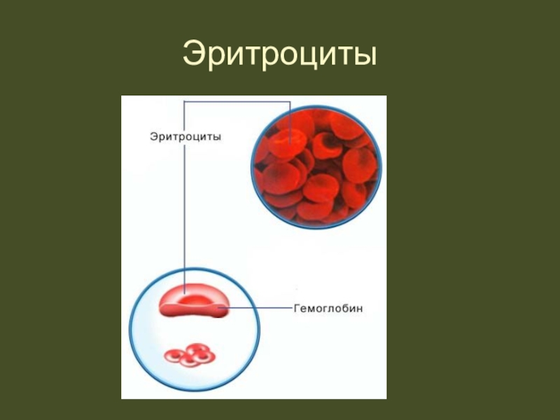 Презентация на тему кровь 8 класс по биологии