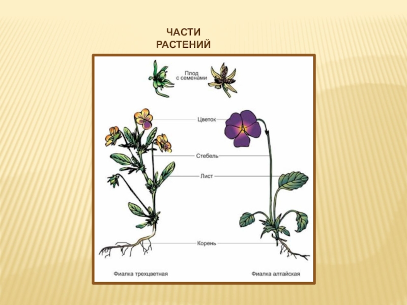 Части растения 3 класс окружающий. Стороны части растений. Слайд части растения. Рабочий лист части растений. Укажи части растений.