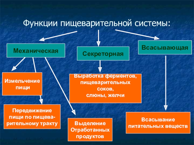 Система орган класс биология. Функции пищеварительной системы. Функции пищеварительной системы человека. Пищеварительная система функции системы. Система органов пищеварения выполняет функции.