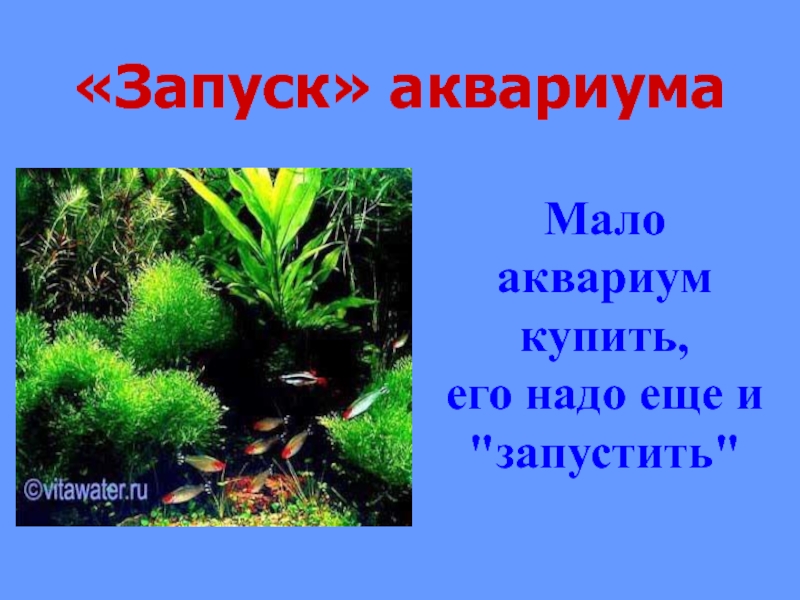 Акварюмист. Экосистема аквариума. Аквариум искусственная экосистема. Экосистема аквариума обитатели. Экосистема маленького аквариума.