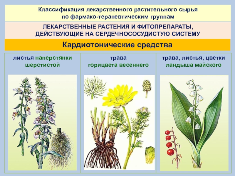 Сырье каких лекарственных растений используется. Классификация лечебных растений. Классификация лечебных трав. Систематика лекарственных растений. Лекарственное растительное сырьё.