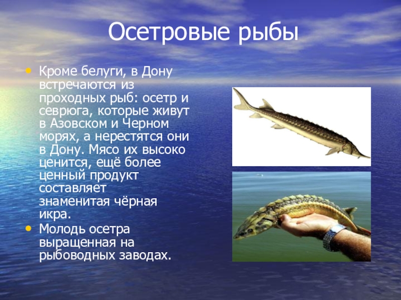 Осетровые рыбыКроме белуги, в Дону встречаются из проходных рыб: осетр и