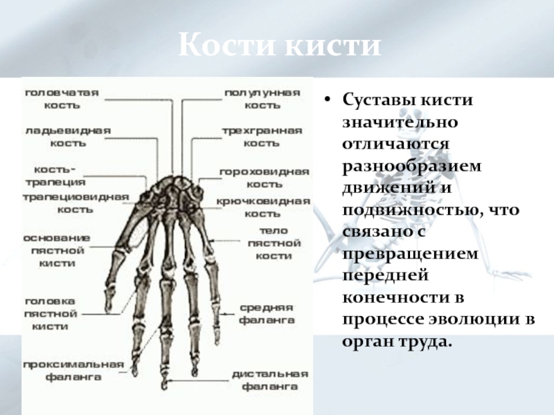 Кости 15