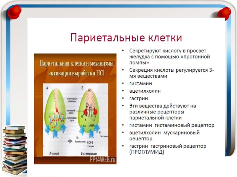 Реферат: Антациды и их место в лечении панкреатита