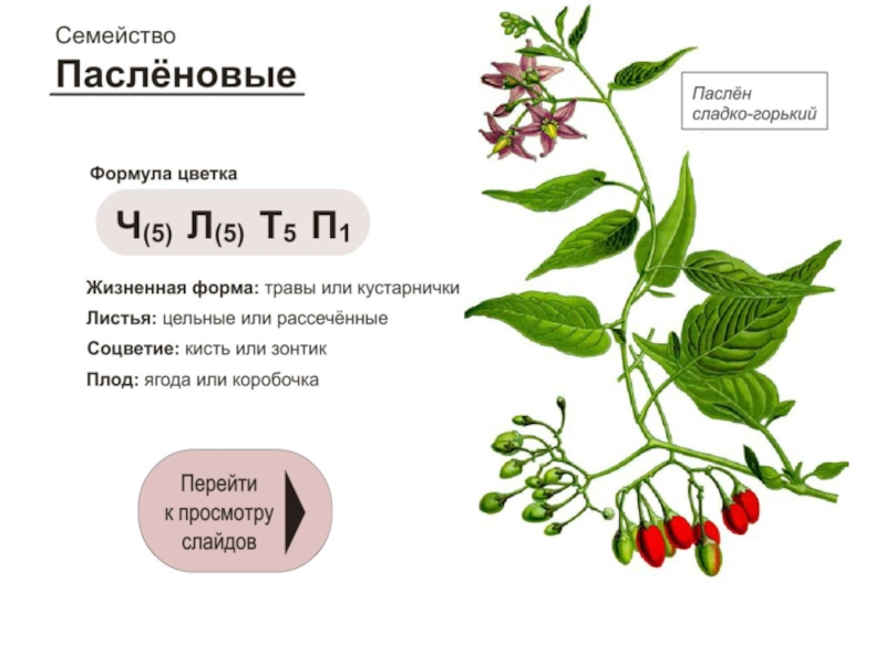 Цветок пасленовых схема