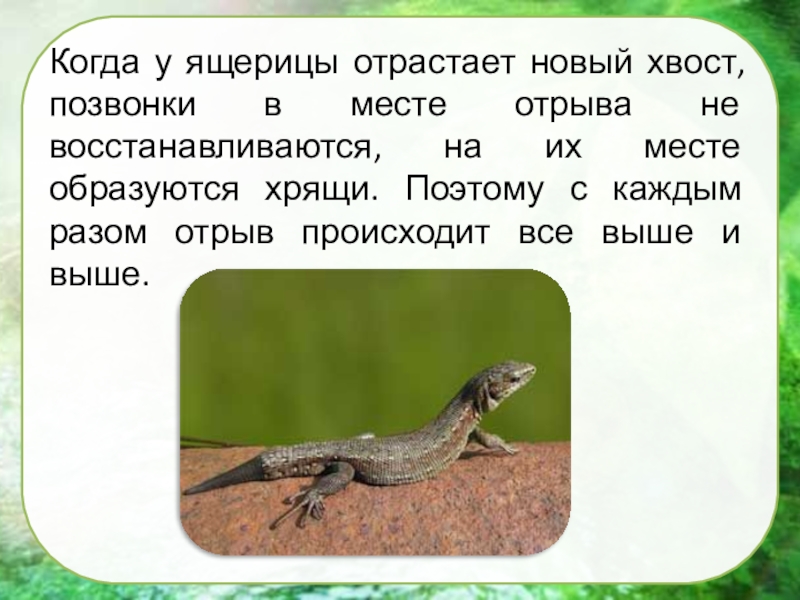 Как называется процесс восстановления хвоста. У ящерицы отрастает хвост. Как отрастает хвост у ящерицы. Ящерица сбрасывает хвост. У ящерицы вырос хвост.