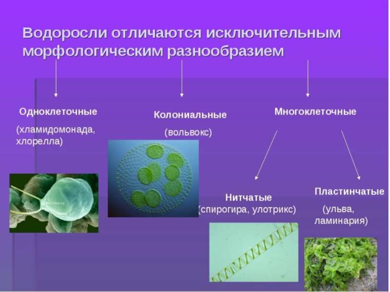 Одноклеточные водоросли фотосинтез. Одноклеточные зеленые водоросли 5 класс биология. Биология 6 класс водоросли одноклеточные и многоклеточные. Одноклеточные колониальные и многоклеточные водоросли. Одноклеточные водоросли 6 класс биология.