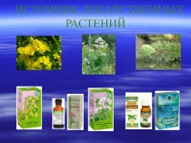 Заповедники и заказники лесной зоны России. Значение леса. Правила поведения в лесу.