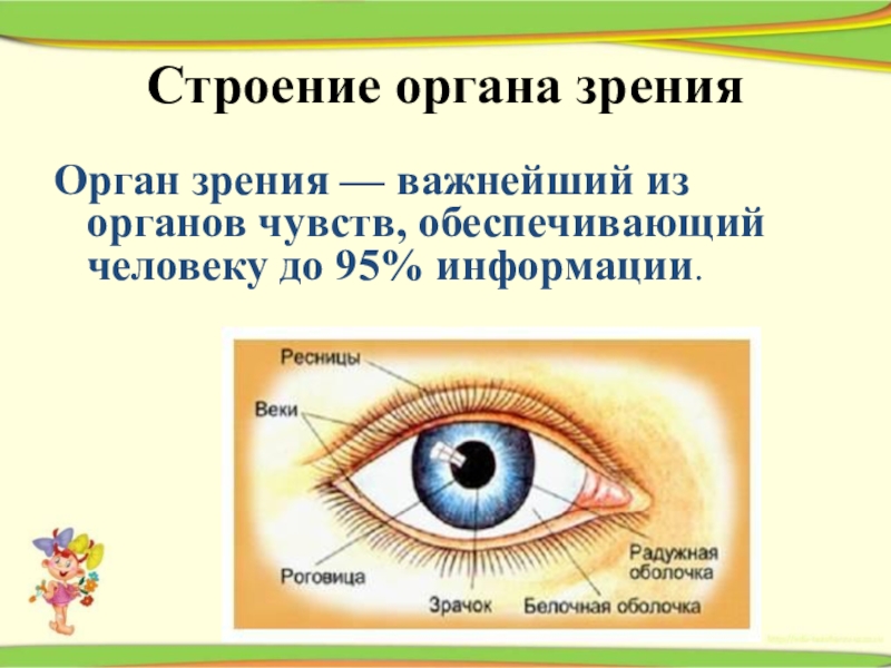 Какой орган зрения. Строение органа зрения. Строение органов чувств человека. Строение органа чувств зрения. Информация которую от органа чувств зрение.