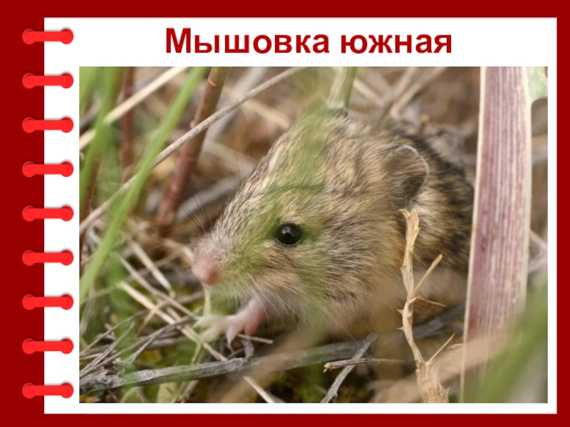 Мыши занесенные в красную книгу. Мышовка Степная – Sicista subtilis. Лесная мышовка. Мышовка Степная красная книга. Мышовка Южная.
