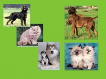 Почему мы любим кошек и собак