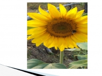 Презентация по окружающему миру на тему Организация Объединённых Наций (4 класс)