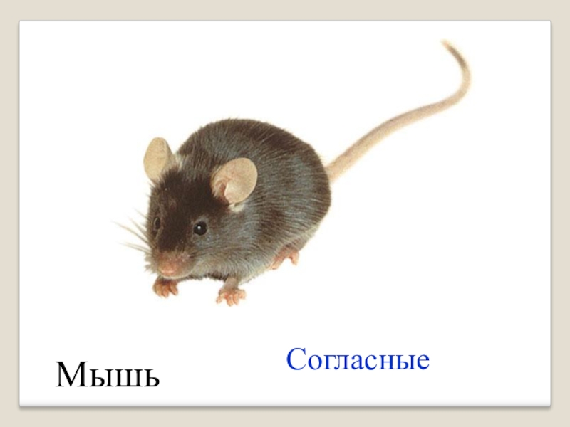 Мышь согласные звуки. C57bl/6 мыши. Mouse Laboratory c57bl. Мышка Геншин. Звук мыши загадка.