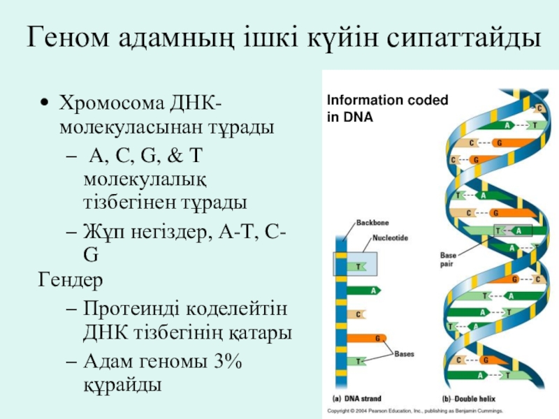 Ген геном презентация