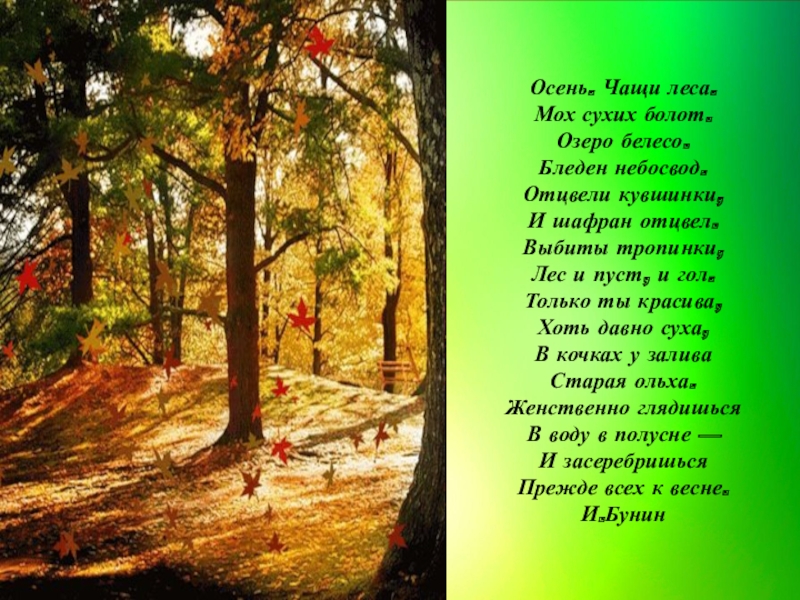 Стихотворение бунина осень. Стихи о лесе. Стихотворение о лесах.