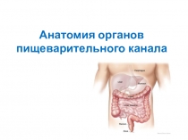 Презентация по анатомии и физиологии человека на тему Анатомия органов пищеварительного канала