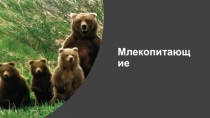 Презентация по биологии Млекопитающие.