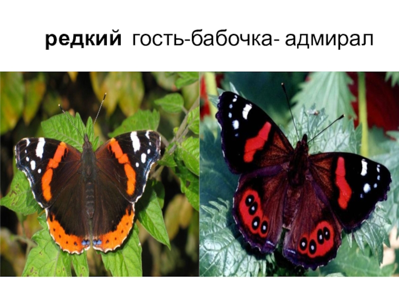 Бабочка адмирал в какой природной зоне. Систематика бабочки Адмирал. Бабочка Адмирал красная книга. Размах крыльев бабочки Адмирал. Проект бабочка Адмирал.