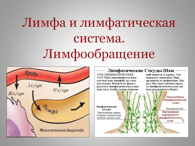 Презентация по биологии на тему:Лимфа и лимфатическая система. Лимфообращение.