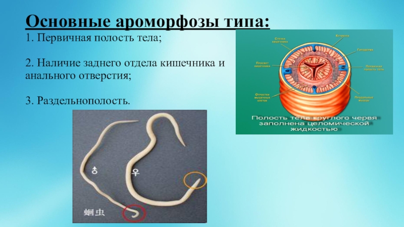 Плоские черви первичная полость тела. Ароморфоз червей плоских круглых кольчатых червей. Круглые черви 3 ароморфоза. Ароморфозы круглых червей. Виды круглых червей.