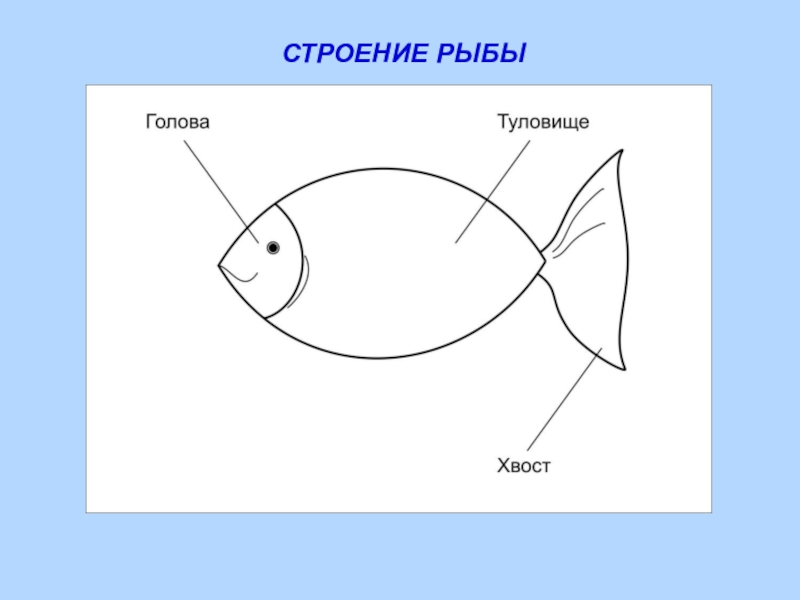 Рыбка части рыбки. Строение рыбы. Части рыбы схема. Строение рыбы для дошкольников. Части тела рыбки.