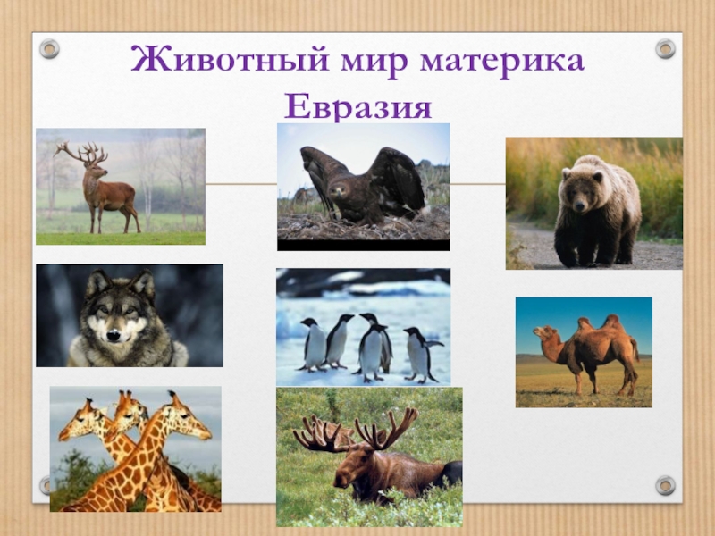 Кто живет в евразии. Животный мир материка Евразия. Животные мир Евразии. Евразия растительный мир и животный мир.