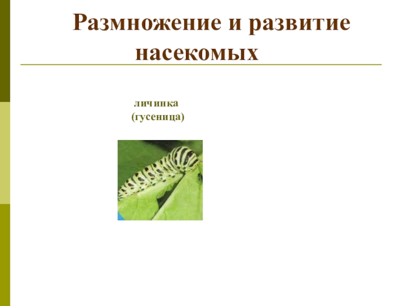 Размножение и развитие насекомых. Размножение развитие насекомых животных. Размножение насекомых 3 класс. Размножение и развитие насекомых схема.