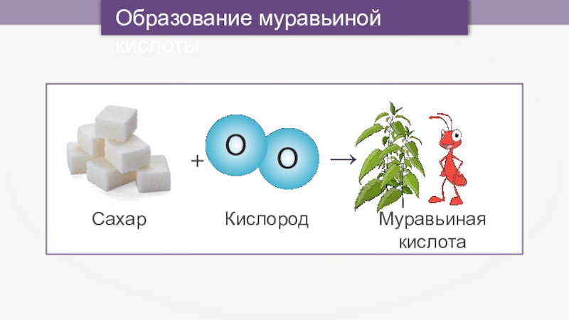 Муравьиная кислота картинки