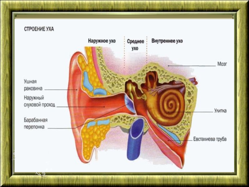 Рисунок ухо по биологии 8 класс