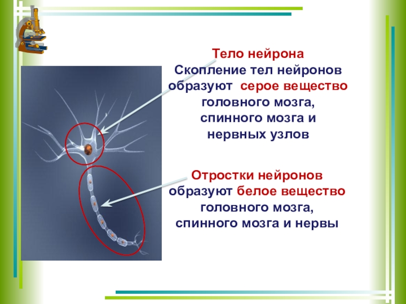 Поверхность образована серым веществом. Скопление тел нейронов образует. Тела нейронов образуют серое вещество. Тела нейронов образуют вещество головного и спинного.