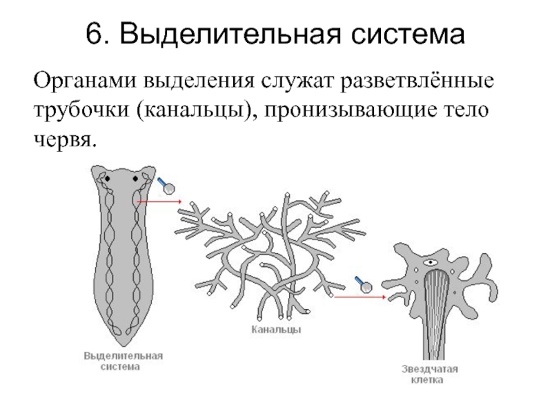 Органы выделительной системы червя. Белая планария строение выделительной системы. Схема выделительной системы планарии. Выделительная система белой планарии. Выделительная система плоских червей.