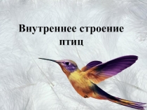 Презентация по биологии на тему Внутреннее строение птиц (7 класс)