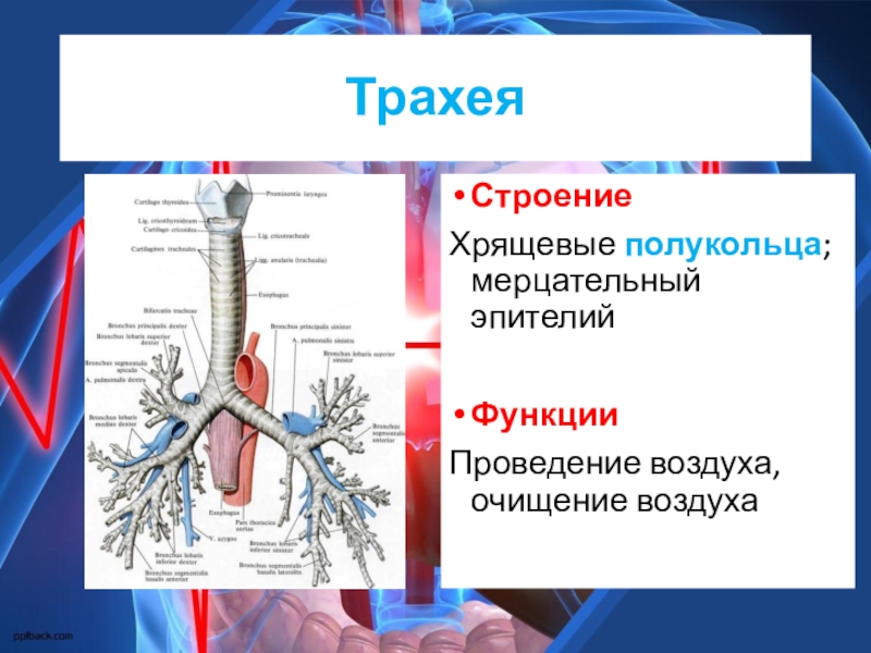 Трахея функции. Строение и функции бронхов. Трахея топография строение функции. Функция бронхов в дыхательной системе. Бронхи анатомия человека строение и функции.