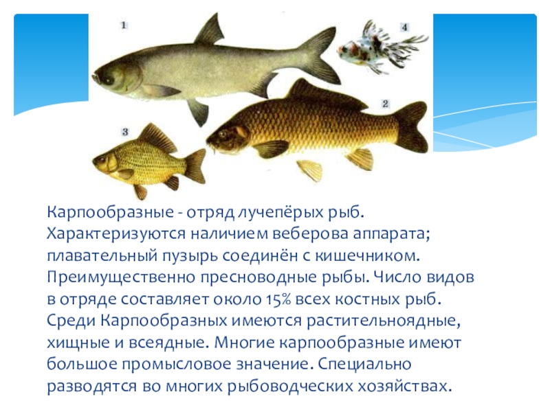 Биология про рыб 7 класс. Отряд Карпообразные размножение. Размножение рыб отряд Карпообразные. Отряд Карпообразные рыбы представители. Характерные признаки отряда Карпообразные.