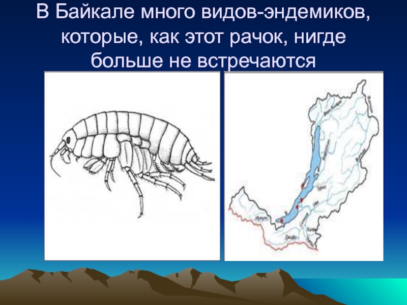 В Байкале много видов-эндемиков, которые, как этот рачок, нигде больше не встречаются