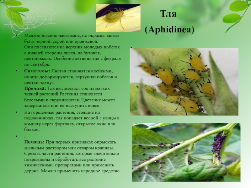Тля  (Aphidinea) Мелкое зеленое насекомое, но окраска может быть черной, серой или оранжевой. Они поселяются на