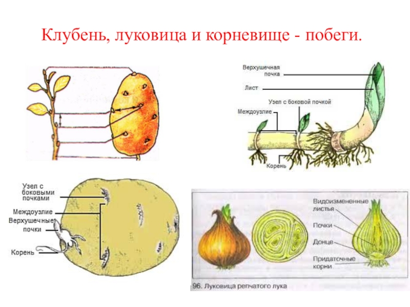 На рисунке подпишите названия частей луковицы биология 6 класс