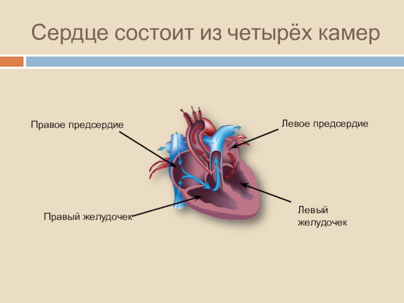 Из чего состоит сердце