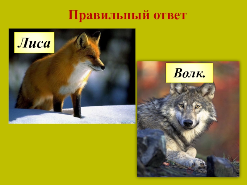 Fox ответы. Лисица отгадка. Ответ лиса. Важно кто лиса волк. Лиса+волк звери решение.