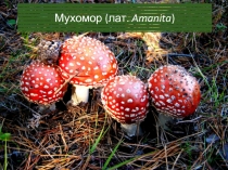 Презентация по биологии на тему Мухоморы