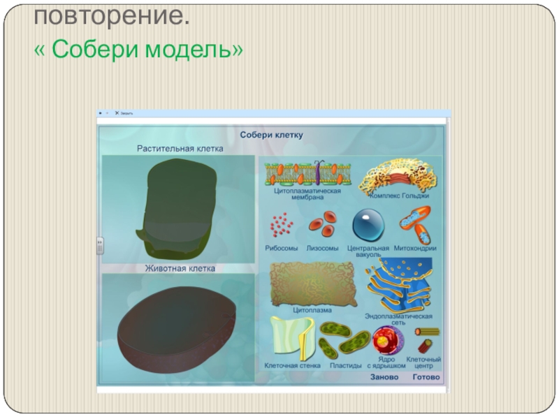 Творческие проекты по биологии