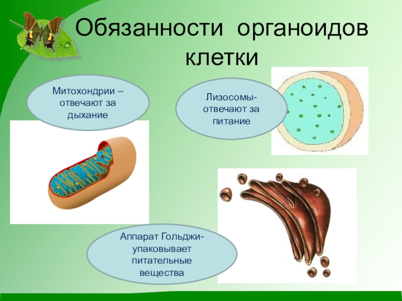 Какие органоиды отвечают. Органоид функция органоида рисунок. Органоид отвечающий за дыхание клетки. Органеллы клетки дыхание. Органоиды клетки 5 класс биология.