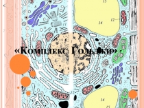 Презентация по теме: Коиплекс Гольджи